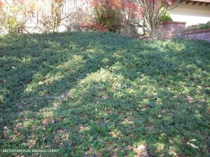 Arctostaphylos 'Emerald Carpet'